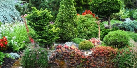 Kanadska stožasta smreka u pejzažnom dizajnu: fotografija i upotreba